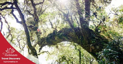 Tour trekking leo núi Tả Liên Sơn 2 ngày 1 đêm năm 2026