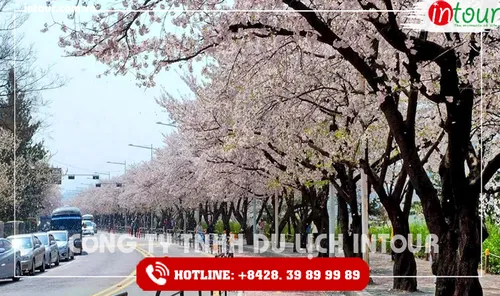 Tour Du Lịch Hàn Quốc 4 Ngày 4 Đêm  Tết Nguyên Đán 2026
