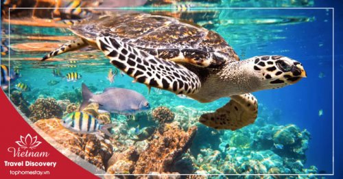 Tour Du Lịch Khám Phá Hòn Cau - Miếu Cô Vân Côn Đảo 1 ngày