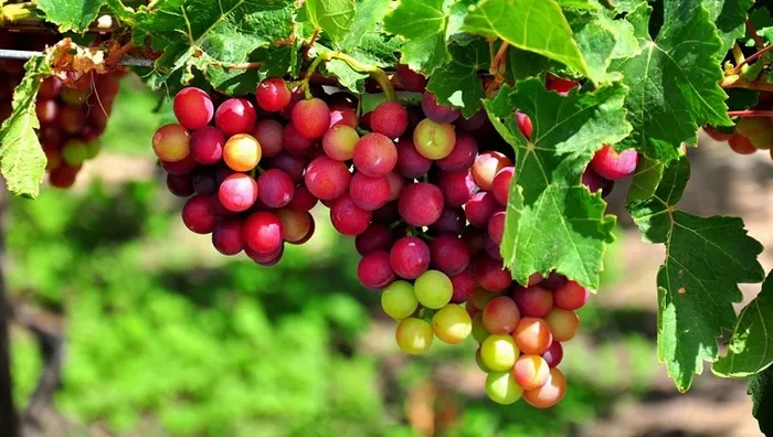 Top những món ngon nổi tiếng ở Ninh Thuận