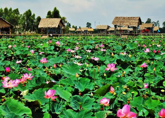 Giá vé các điểm tham quan tại Đồng Tháp mới nhất