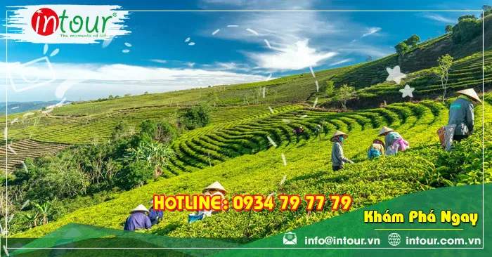 Đồi Chè Cầu Đất Đà Lạt Check - in Săn Mây, Đón Bình Minh Triệu Like
