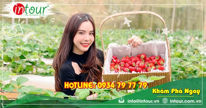 Tham quan TOP những Vườn Dâu tại Đà Lạt