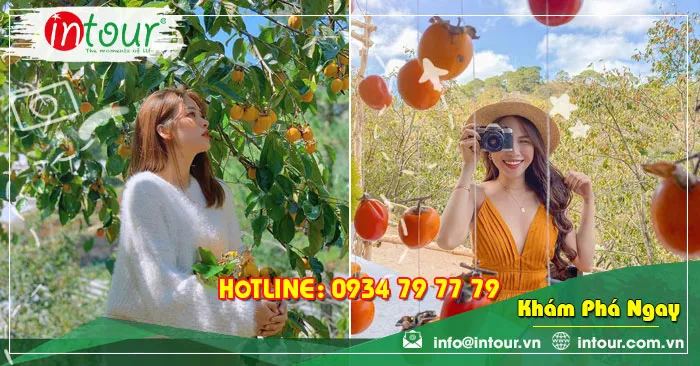 Những vườn hồng Đà Lạt mùa chín mọng điểm check-in đẹp phát hờn