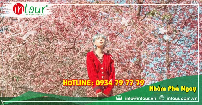 Những Con Đường Rợp Đầy Hoa Mai Anh Đào ĐIểm Check-in Tuyệt Đẹp Đà Lạt