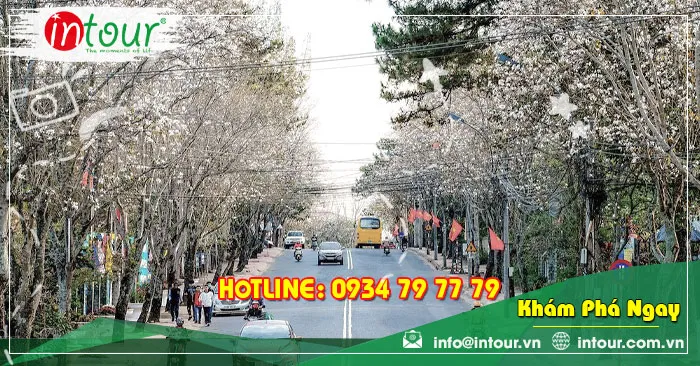 Hoa Ban Trắng Đà Lạt Ngắm Nhìn Những Con Đường Hoa Trắng Xóa Đẹp Ngây Người